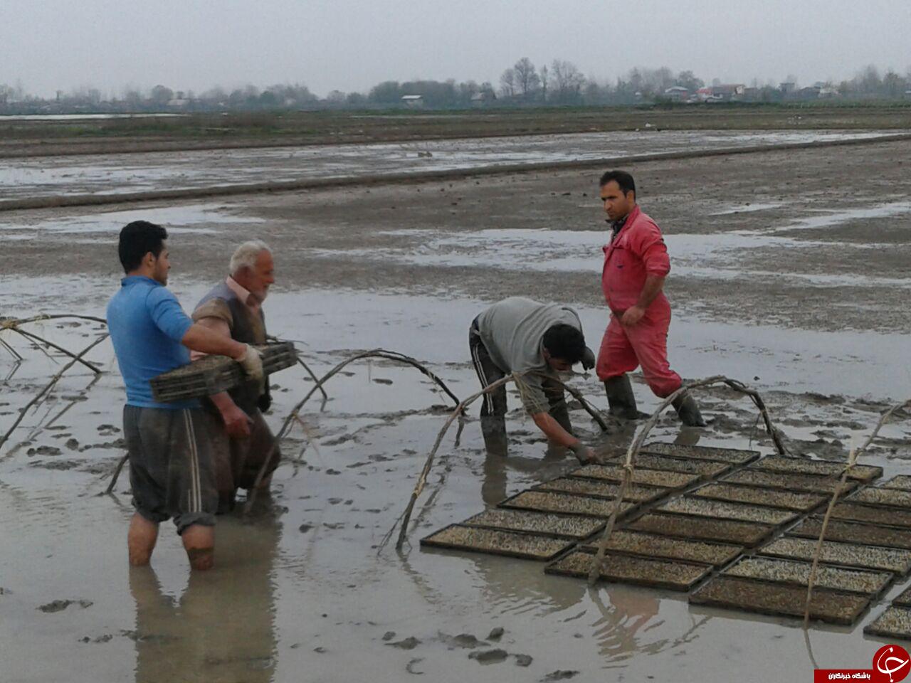 سبز کردن نشاء برنج در روستای مرداب&zwnj;بن + فیلم و تصاویر