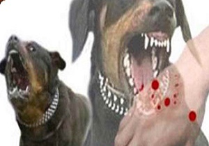 افزایش موارد سگ گزیدگی در مناطق حاشیه شهری