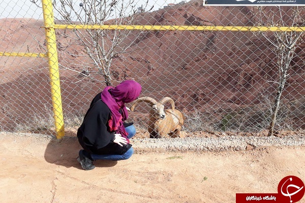 گردشگران نوروزی در تفرجگاه عینالی تبریز+تصاویر