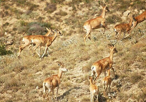 پارک ملی بمو، دنیای ناشناخته حیات وحش ایران پارک ملی بمو، دنیای ناشناخته حیات وحش ایران