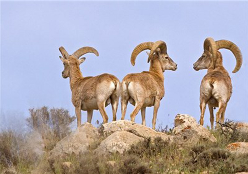 پارک ملی بمو، دنیای ناشناخته حیات وحش ایران پارک ملی بمو، دنیای ناشناخته حیات وحش ایران