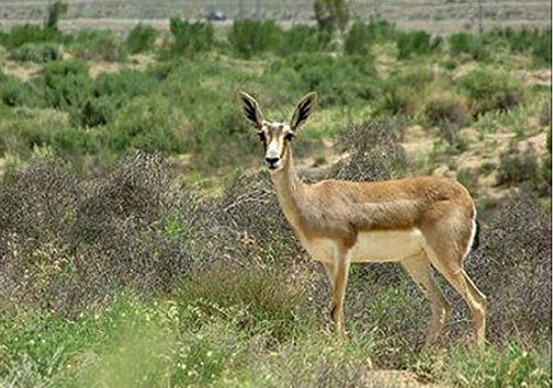 پارک ملی بمو، دنیای ناشناخته حیات وحش ایران پارک ملی بمو، دنیای ناشناخته حیات وحش ایران