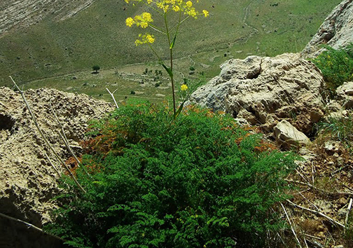 پارک ملی بمو، دنیای ناشناخته حیات وحش ایران پارک ملی بمو، دنیای ناشناخته حیات وحش ایران