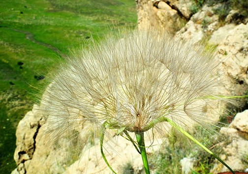 پارک ملی بمو، دنیای ناشناخته حیات وحش ایران پارک ملی بمو، دنیای ناشناخته حیات وحش ایران