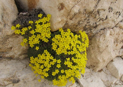 پارک ملی بمو، دنیای ناشناخته حیات وحش ایران پارک ملی بمو، دنیای ناشناخته حیات وحش ایران