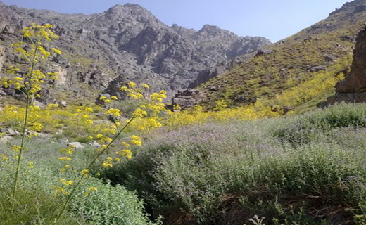 شهرستان رابر، بام سرسبز کرمان