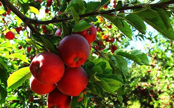 سوغات شهر تهران/ صنایع دستی و سوغات شهر تهران( پایتخت) ایران چیست؟