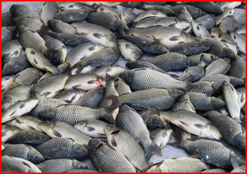 سوغات استان بوشهر/در سفر به استان بوشهر بهترین سوغات چیست؟