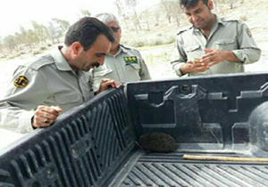 ۳ متخلف شکار در دام محیط بانان