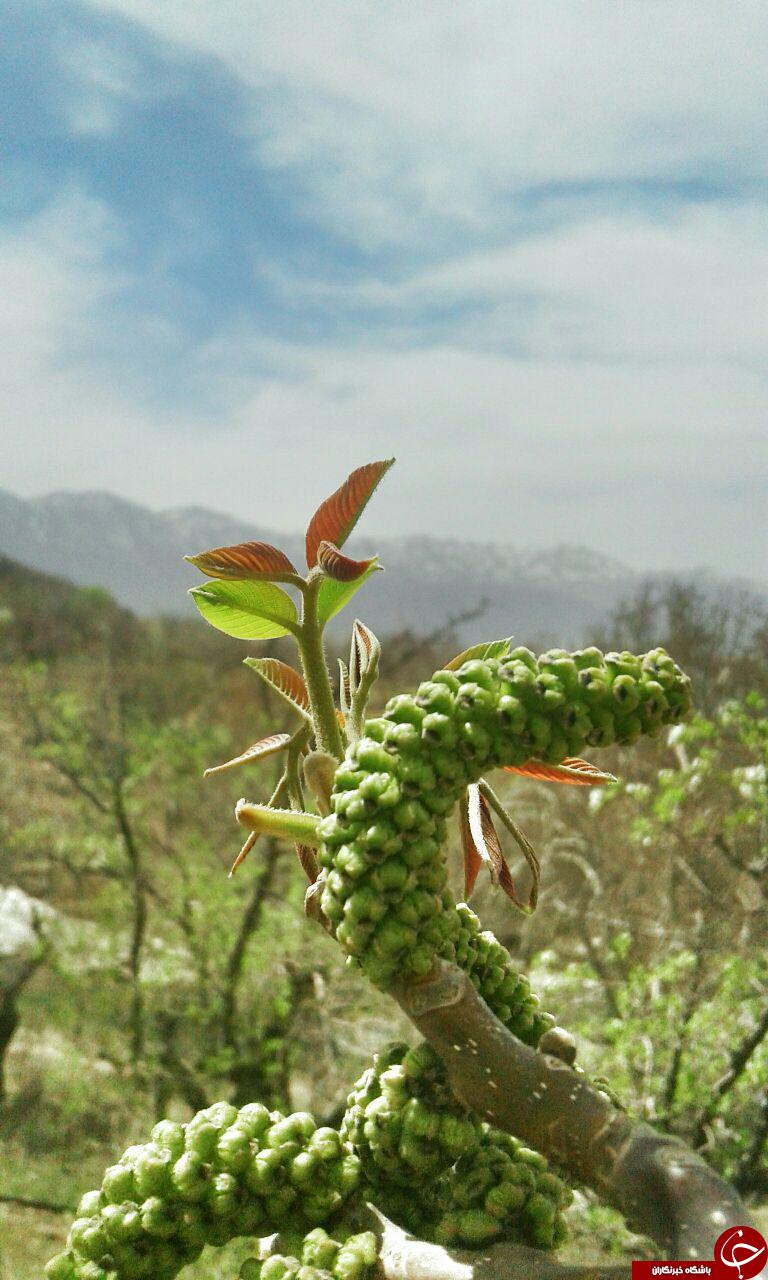 طبیعت بکر و دیدنی در منطقه چغاخور + تصاویر