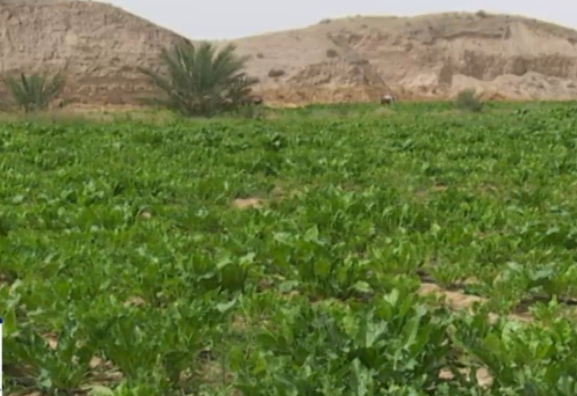 کشت چغندر قند در روستای سمل