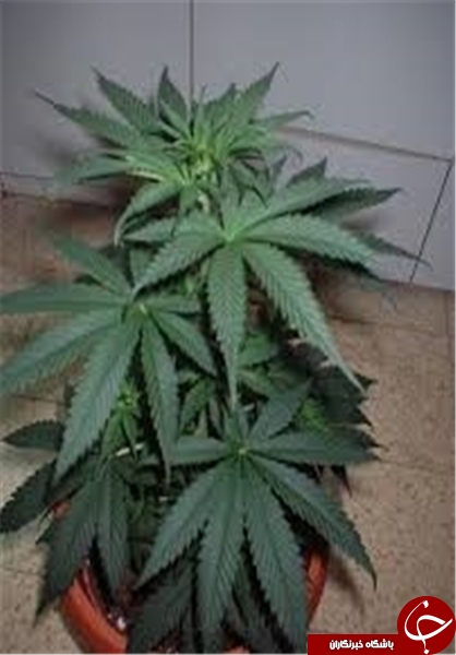 گلی که میوه آن توهم و تباهی جوانان است