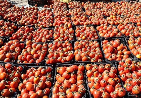 صادرات ۶۰ هزار تن محصول گوجه فرنگی به چهار کشور