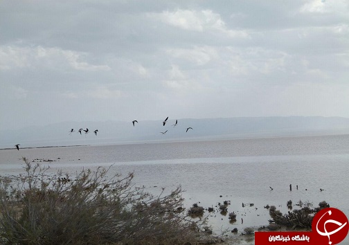 بازدید 1200نفر گردشگرازتالاب کجی نهبندان بازدید 1200نفر گردشگرازتالاب کجی نهبندان