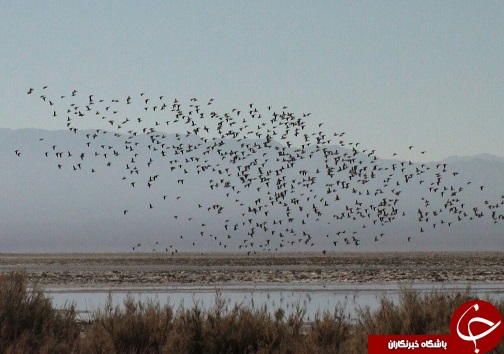 بازدید 1200نفر گردشگرازتالاب کجی نهبندان بازدید 1200نفر گردشگرازتالاب کجی نهبندان