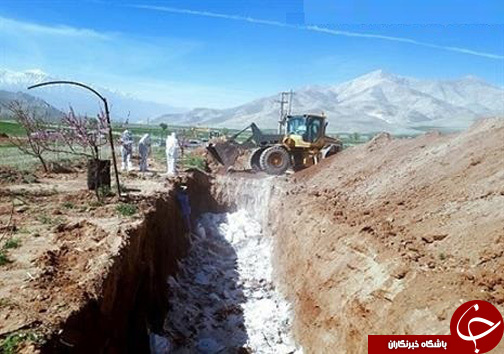 امحا ۴ هزار و ۷۵۰ قطعه بوقلمون مبتلا به بیماری آنفولانزای فوق حاد پرندگان در ازنا