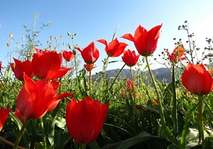 ارسال پرونده ثبت ملی دشت لاله زیرکوه به تهران