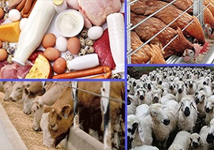 صادرات 22 میلیون دلاری محصولات دامی و طیور خراسان جنوبی