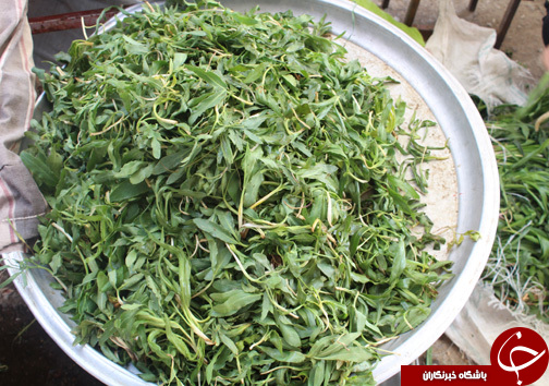 با فرارسیدن بهار بازار با گیاهان خوراکی- دارویی بومی منطقه زاگرس عطرآگین می&zwnj;شود + تصـاویر