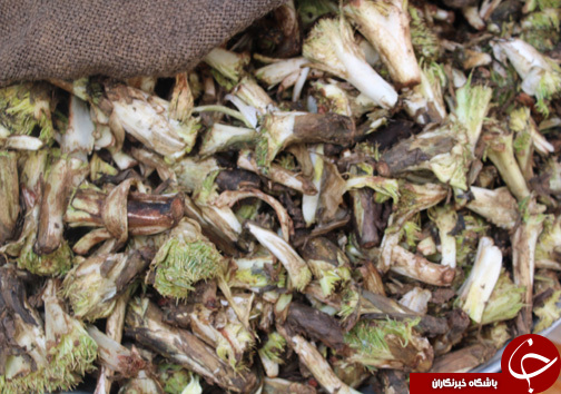 با فرارسیدن بهار بازار با گیاهان خوراکی- دارویی بومی منطقه زاگرس عطرآگین می&zwnj;شود + تصـاویر