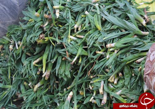 با فرارسیدن بهار بازار با گیاهان خوراکی- دارویی بومی منطقه زاگرس عطرآگین می&zwnj;شود + تصـاویر