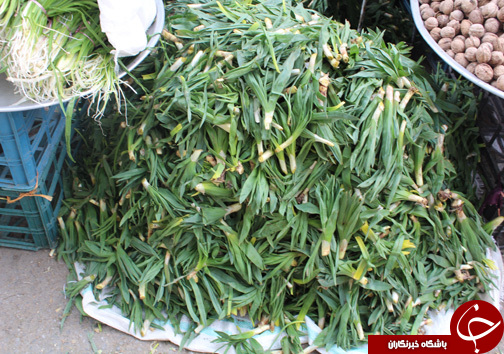با فرارسیدن بهار بازار با گیاهان خوراکی- دارویی بومی منطقه زاگرس عطرآگین می&zwnj;شود + تصـاویر