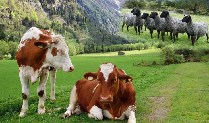 اصلاح نژاد دام های ایرانی با فناوری های جدید