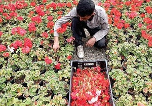 گل کاران محلاتی تا بعد از بارندگی گلپاشی نکنند