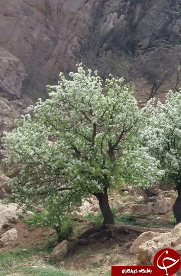 درختان کهنسال پیرغار را دریابیم