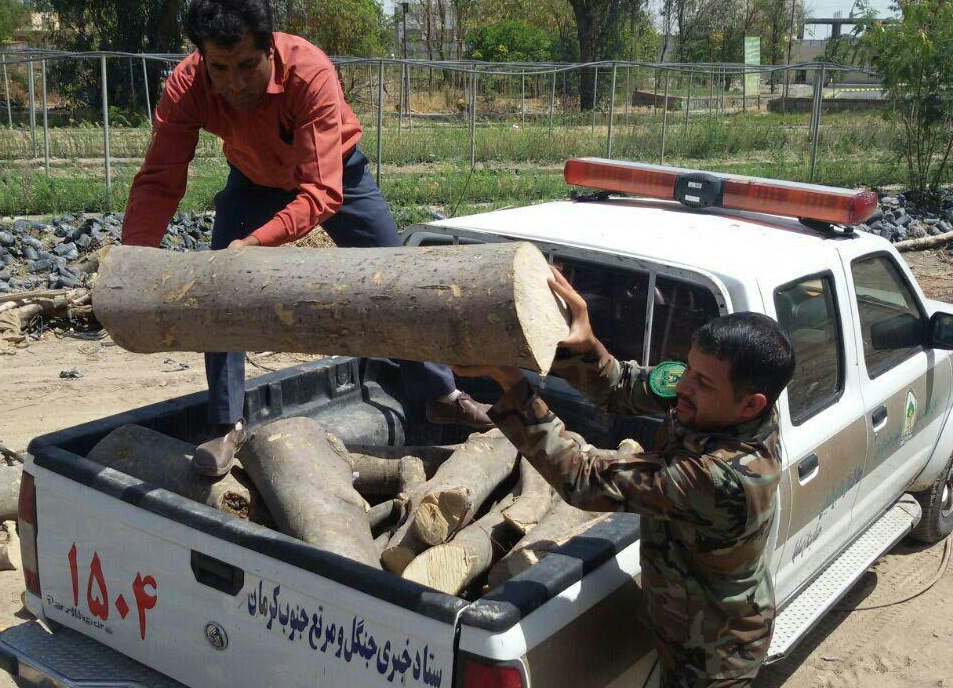 کشف ۳ تن چوب جنگلی قاچاق در جیرفت