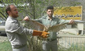 رهاسازی یک بهله قرقی در رودسر