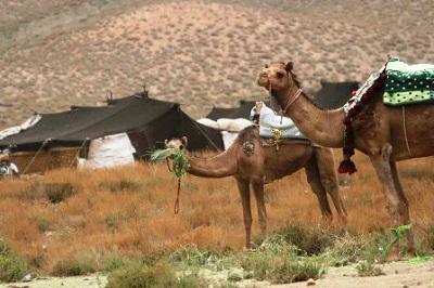 آغاز کوچ بهاره عشایر پرورش دهنده شتر از مناطق قشلاقی خنج