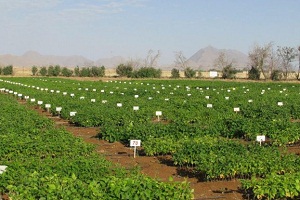 تحقیقات بروی ارقام مقاوم لوبیا به خشکی در خمین