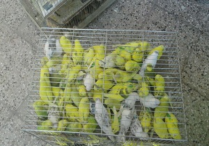 کشف محموله پرنده قاچاق در سیستان و بلوچستان