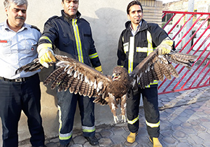 زنده گیری ورهاسازی عقاب محبوس ازسوی آتش نشانان کاشانی