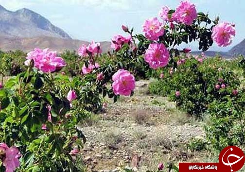 کارآفرینی وتولید با بهره گیری از گیاهان دارویی در لرستان /گیاهان دارویی لرستان، گنجینه پنهان طبیعت+تصاویر