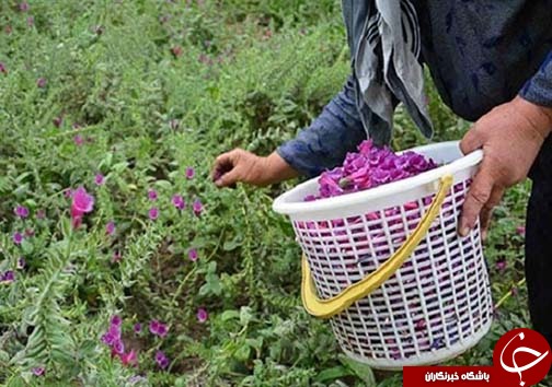 کارآفرینی وتولید با بهره گیری از گیاهان دارویی در لرستان /گیاهان دارویی لرستان، گنجینه پنهان طبیعت+تصاویر