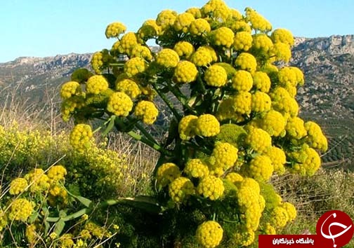 کارآفرینی وتولید با بهره گیری از گیاهان دارویی در لرستان /گیاهان دارویی لرستان، گنجینه پنهان طبیعت+تصاویر