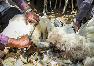 برگزاری مراسم سنتی پشم چینی در گراش