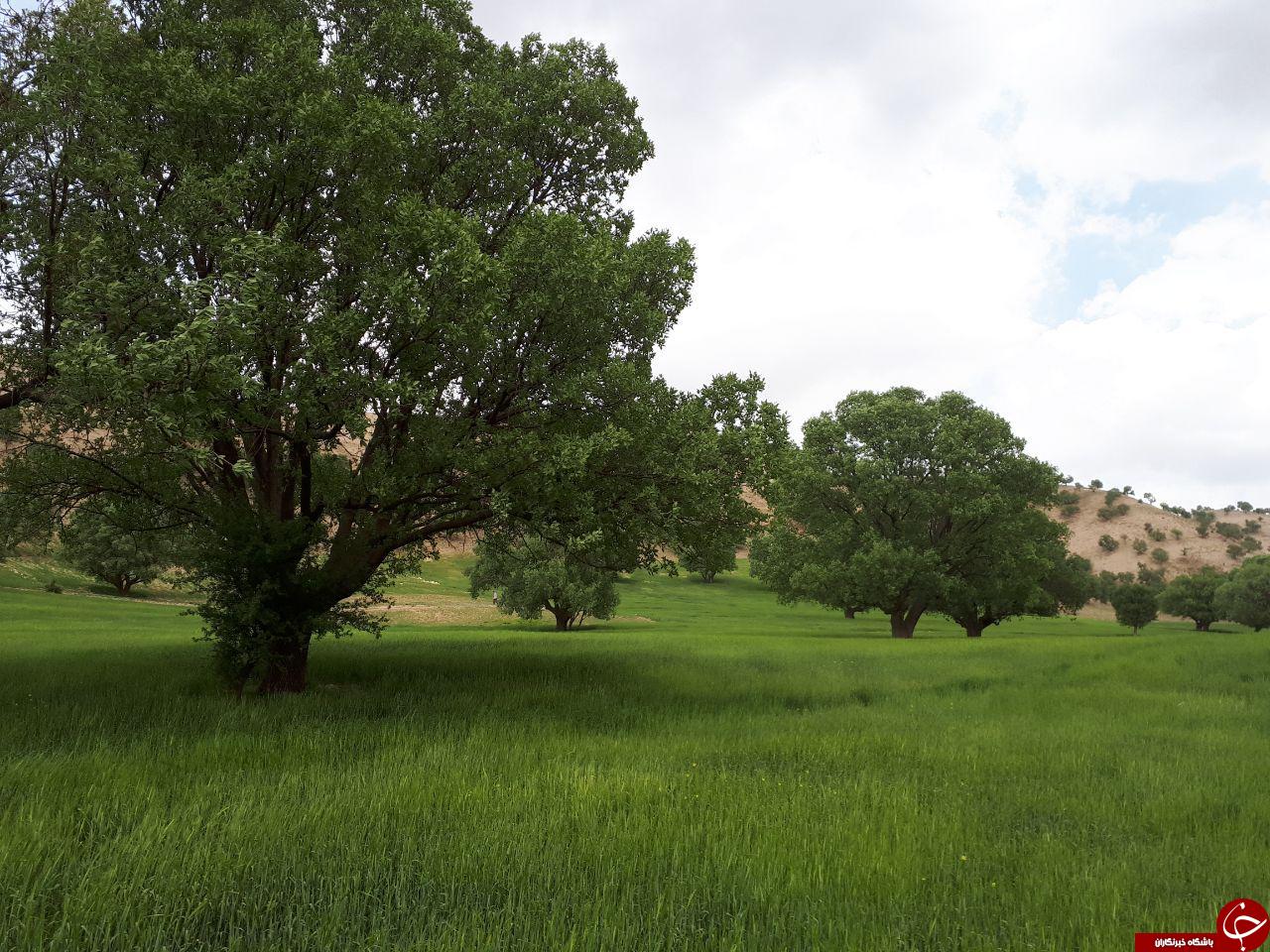 نمایی از طبیعت سرسبز و بهاری در مله پنجاب + تصاویر