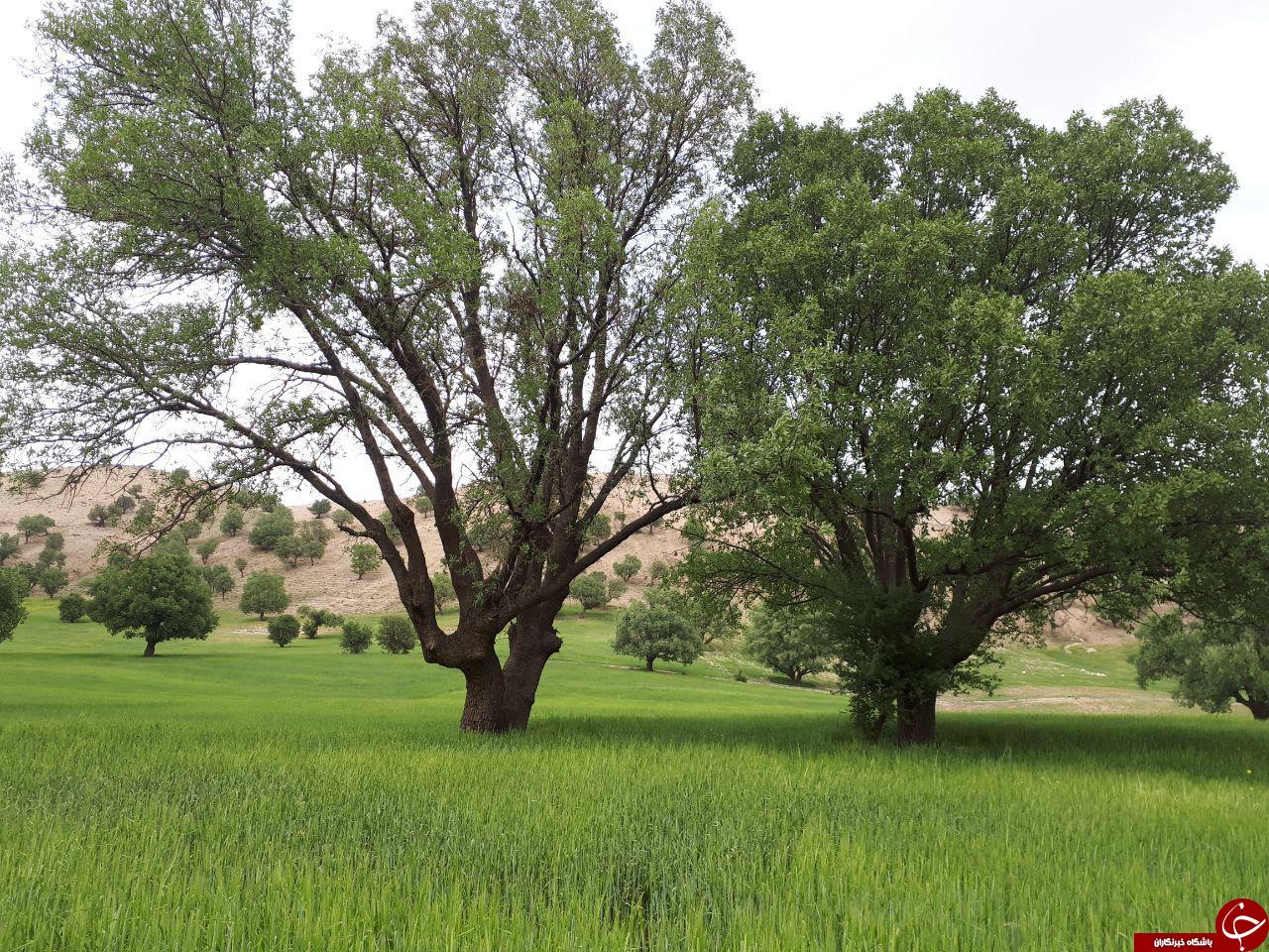 نمایی از طبیعت سرسبز و بهاری در مله پنجاب + تصاویر