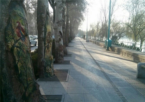 درختان کهن اصفهان در آستانه نابودی
