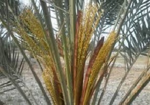 آغازعملیات گرده افشانی نخیلات آبادان