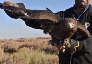 رهاسازی دهها قطعه پرنده در مهاباد