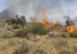 مهار آتش سوزی در منطقه کولغان شهرستان بندرعباس