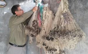 کشف ۱۲ رشته تور صید غیر مجاز در رودسر