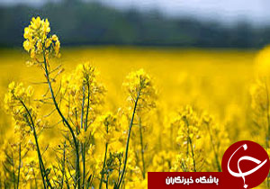 برداشت دانه روغنی كلزادر دهلران