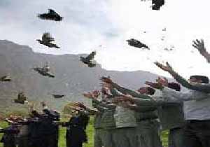 رهاسازی ۱۴ بال کبک به دام افتاده در شاهیندژ