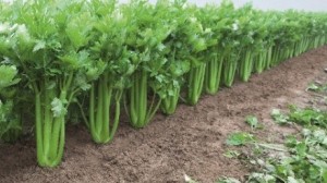 آغاز برداشت کرفس از مزارع شهرستان طارم