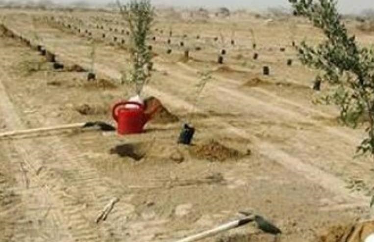 ۲۵۰ هزار نهال در استان بوشهر تولید شد